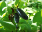 Preview: Lonicera caerulea kamtschatica "Lebeduska" - Sibirische Blaubeere