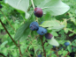 Preview: Lonicera caerulea kamtschatica "Strawberry Sensation"(PBR) - Sibirische Blaubeere