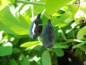 Preview: Lonicera caerulea kamtschatica "T3" - Sibirische Blaubeere