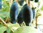 Preview: Lonicera caerulea kamtschatica "Tomiczka" - Sibirische Blaubeere