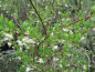 Preview: Lonicera purpusii - Winter-Heckenkirsche