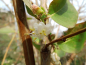 Preview: Lonicera purpusii - Winter-Heckenkirsche