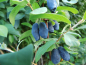 Preview: Lonicera caerulea kamtschatica "Blue Banana"(PBR) - Sibirische Blaubeere
