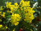 Preview: Mahonia aquifolium - Gewöhnliche Mahonie