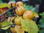 Preview: Malus "Butterball" - Zierapfel