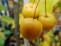 Preview: Malus "Butterball" - Zierapfel