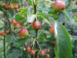 Preview: Malus "Red Jewel" - Zierapfel