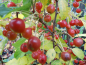 Preview: Malus "Red Jewel" - Zierapfel