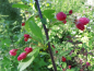 Preview: Malus floribunda - Japanischer Wildapfel