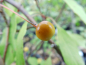 Preview: Malus floribunda - Japanischer Wildapfel