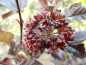 Preview: Physocarpus opulifolius "Red Baron" - Braunrote Blasenspiere