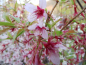 Preview: Prunus Okame - Japanische Zierkirsche