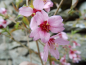 Preview: Prunus Okame - Japanische Zierkirsche