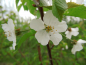 Preview: Prunus avium - Vogelkirsche