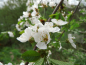 Preview: Prunus avium - Vogelkirsche