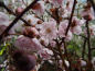 Preview: Prunus x blireana "Moserii" - Blutpflaume
