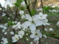 Preview: Prunus cerasifera - Kirschpflaume