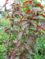 Preview: Prunus cerasifera "Crimson Pointe" - Kirschpflaume