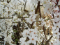 Preview: Prunus cerasifera "Crimson Pointe" - Kirschpflaume