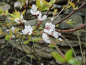 Preview: Prunus cerasifera "Hessei" - Kirschpflaume