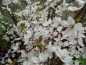 Preview: Prunus cerasifera "Hessei" - Kirschpflaume