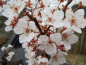 Preview: Prunus cerasifera "Hollywood" - Blutpflaume