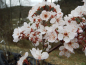 Preview: Prunus cerasifera "Hollywood" - Blutpflaume