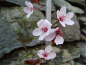 Preview: Prunus cerasifera "Nigra" - Blutpflaume