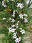 Preview: Prunus cerasifera "Pissardii" - Blutpflaume