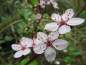 Preview: Prunus cerasifera "Pissardii" - Blutpflaume