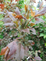 Preview: Prunus cerasifera "Pissardii" x Prunus ussuriensis - Blutpflaume