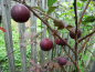 Preview: Prunus cerasifera "Pissardii" x Prunus ussuriensis - Blutpflaume