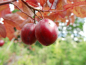 Preview: Prunus cerasifera "Purpurea" - Blutpflaume