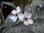 Preview: Prunus cistena - Zwergblutpflaume