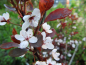 Preview: Prunus cistena - Zwergblutpflaume