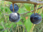 Preview: Prunus domestica insititia "Haferschlehe" - Fränkische Haferschlehe