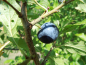 Preview: Prunus domestica insititia "Haferschlehe" - Fränkische Haferschlehe