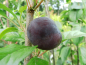 Preview: Prunus domestica syriaca "Ruby Columnar" - Mirabelle