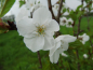 Preview: Prunus hillieri "Spire" - Englische Zierkirsche