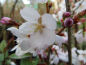 Preview: Prunus hillieri "Spire" - Englische Zierkirsche