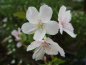Preview: Prunus incisa "Lotte" - Geschlitztblättrige Kirsche
