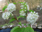 Preview: Prunus maackii - Amur-Kirsche