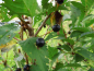 Preview: Prunus mahaleb - Weichselkirsche