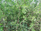 Preview: Prunus mahaleb - Weichselkirsche
