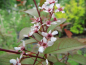 Preview: Prunus padus "Colorata" - Gemeine Traubenkirsche