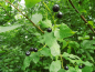 Preview: Prunus padus - Gemeine Traubenkirsche