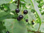 Preview: Prunus padus - Gemeine Traubenkirsche