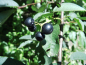 Preview: Prunus padus "Watereri" - Gemeine Traubenkirsche