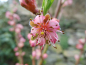 Preview: Prunus persica "Kernechter vom Vorgebirge" - Pfirsich