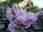 Preview: Prunus serrulata "Pink Perfection" - Japanische Zierkirsche